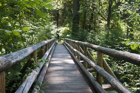 Free Images : landscape, tree, nature, forest, pathway, trail, suspension bridge, jungle, scenic ...