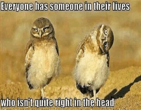 Adorably Sinister Owl Memes Beat Cat Memes Any Day