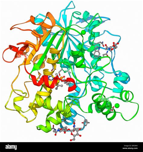 Lipase-Molekül Stockfoto, Bild: 65204625 - Alamy