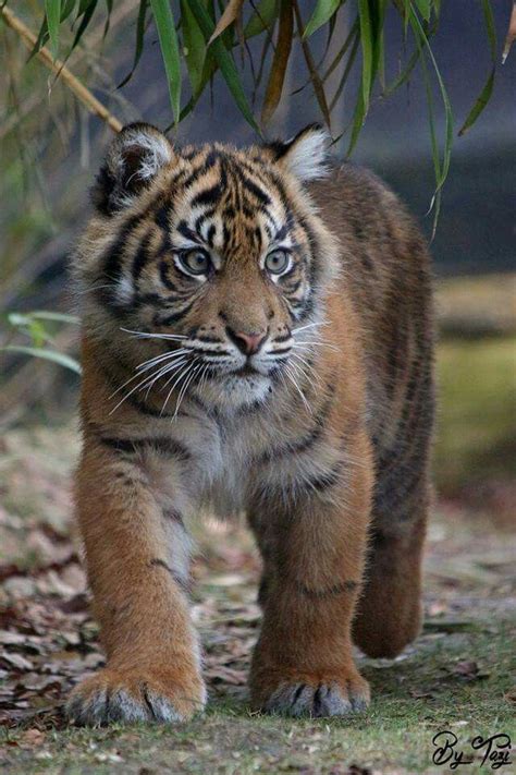 Sumatran tiger is smallest subspecies of Tiger in the world | Adorable ...