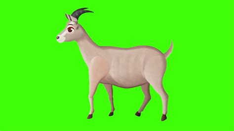 Goat animation green screen, 2D Goat animation green screen video - YouTube