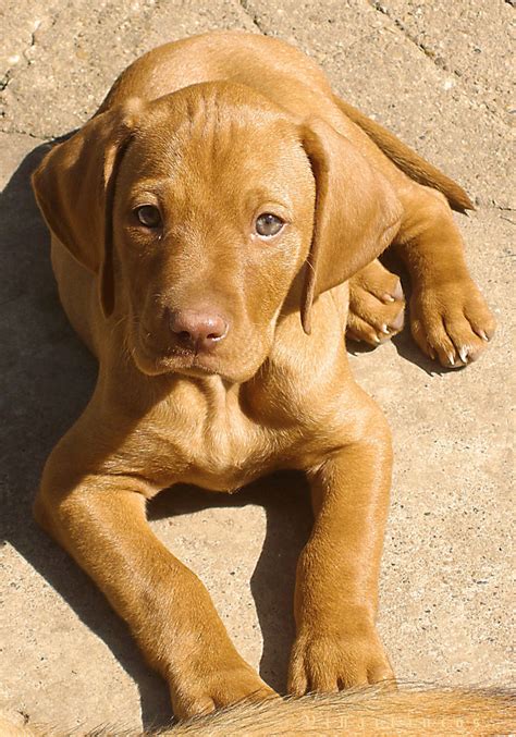 Adorable Vizsla Puppy by ThatOneGirlEliana on DeviantArt