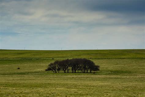 Premium Photo | Pampas grass landscape la pampa province patagonia argentina