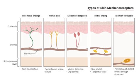 Types of Skin Mechanoreceptors | BioRender Science Templates