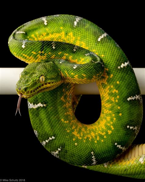 High Yellow Emerald Tree Boa! : r/snakes