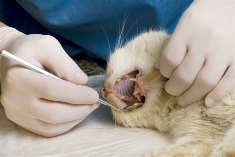 8 Common Cat Dental Problems and How to Deal with Them - 2024 Guide - EDM Chicago