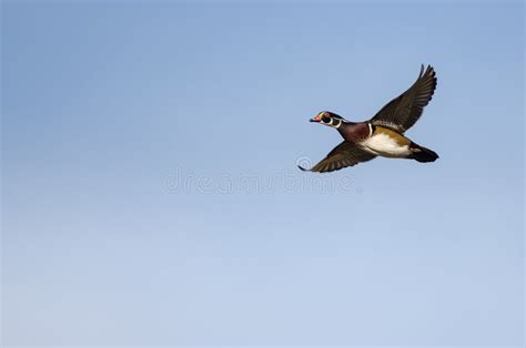 Wood Duck Flying in a Blue Sky Stock Image - Image of waterfowl, duck: 130415641