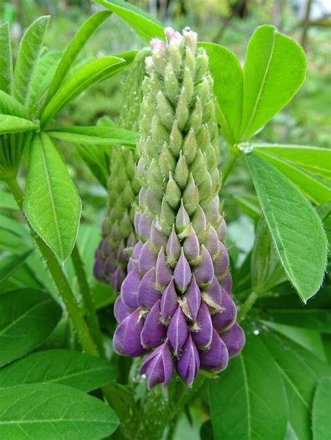 lupine, lupin flower, garden flowers, fabaceae, lupin leaves, growth ...