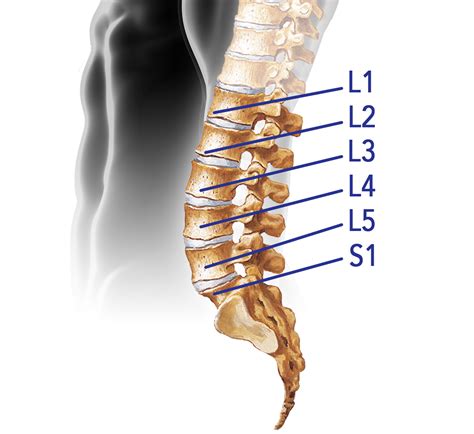 Trans1 On Twitter All About The L5 S1 Lumbosacral Joint T | Free Hot ...