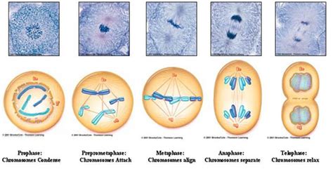 mitosis animation : Biological Science Picture Directory – Pulpbits.net