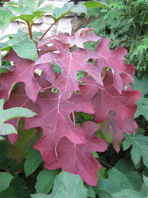 Hydrangea quercifolia at Olbrich fall color | Rotary Botanical Gardens