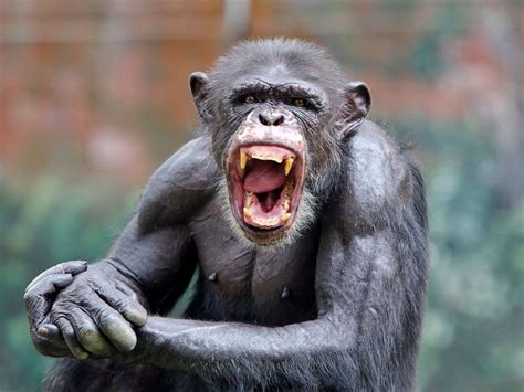 Chimpanzee on the loose in Texas, harassing people and dogs, reports say - ABC News