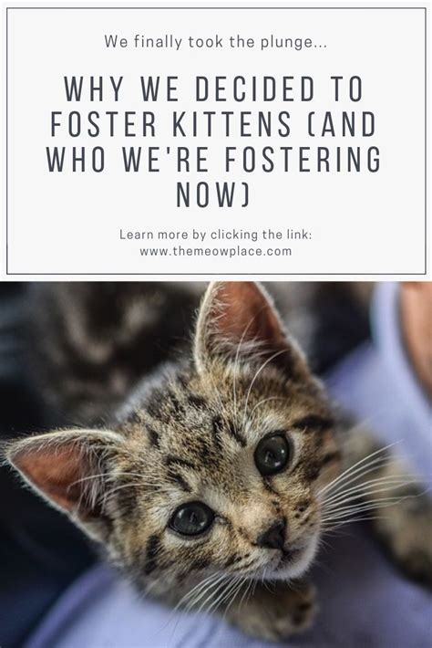 Why We Decided To Foster Kittens (And Who We're Fostering Right Now!) | Foster kittens, Kittens ...