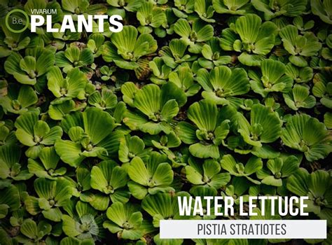 Pistia Stratiotes "Water Lettuce" Plant Care Guide