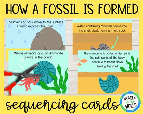 How a Fossil is Formed Printable Sequencing Activity for Kids A4 and 8 ...