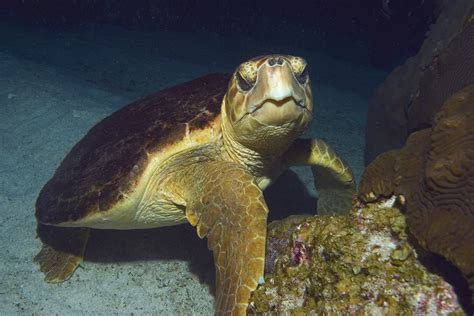 Loggerhead Sea Turtle - Form and Function