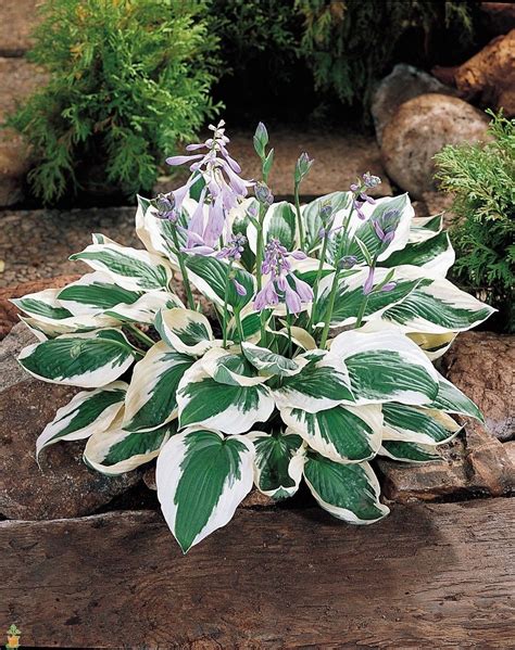 Buy Large 1 Gal. Patriot Hostas | Hostas, Hosta gardens, Variegated hosta