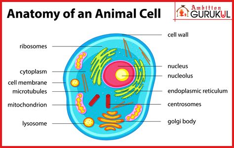 Anatomy of An Animal Cell | Animal cell, Cell organelles, Plasma membrane