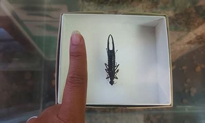 Extinct Giant Earwig returns to St Helena after 56 years | Royal Museum for Central Africa ...