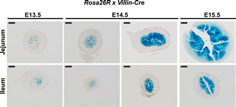 Villin-Cre shows maximal activity between E14.5-E15.5.Villin-Cre... | Download Scientific Diagram