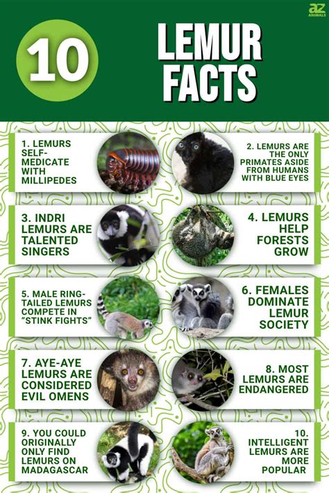 10 Essential Facts About Lemurs - A-Z Animals