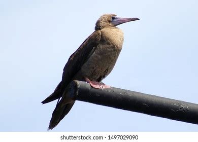 5,140 Sula Bird Stock Photos, Images & Photography | Shutterstock