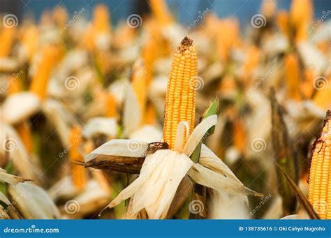 Corn Ready To Harvest at Field Stock Photo - Image of harvest, ready: 138735616