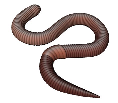 Earthworm Clip art - observe clipart png download - 820*718 - Free Transparent Worm png Download ...