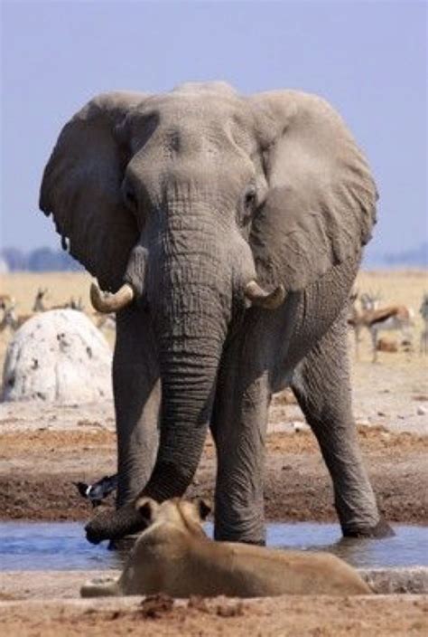 Photo by Richard Davies | Elephant, Animals wild, Elephants photos