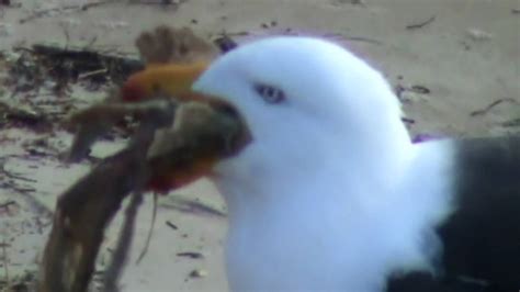 Pacific Gull Feeding [HD] - YouTube