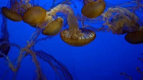 Sea Nettle Jellies | Meandering Explorers