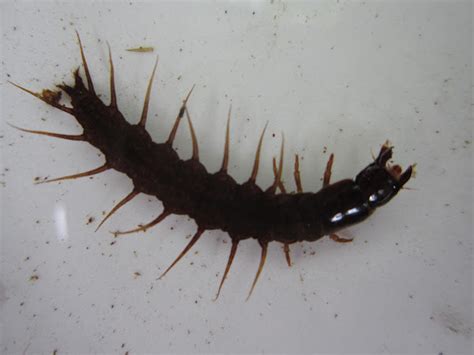 Dobsonfly larva | Project Noah