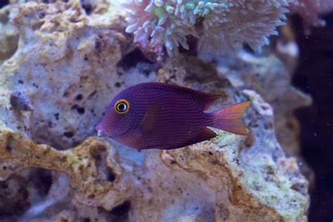 Finally got a decent pic of my new Kole Tang | REEF2REEF Saltwater and Reef Aquarium Forum