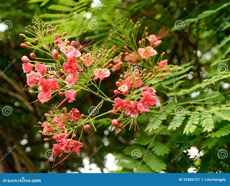 Rain Tree Flower Stock Image - Image: 32886721