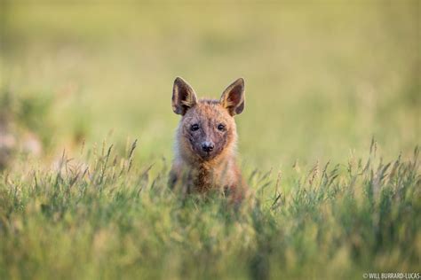 Botswana + Brown Hyenas | Photos Pictures Images