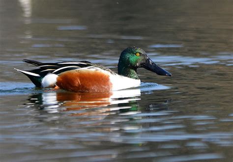 Northern shoveler - song / call / voice / sound.