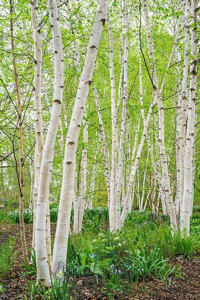 Paper Birch Tree Stock Photos, Pictures & Royalty-Free Images - iStock