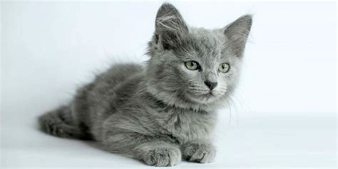 Nebelung – a cat from fairytales | DinoAnimals.com