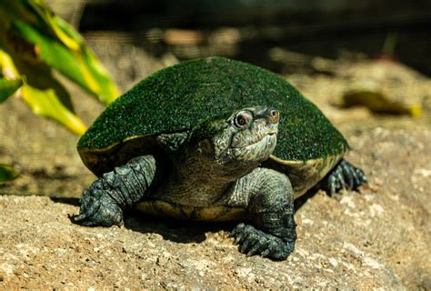 Zoos with the rarest / most endangered freshwater turtles - Page 12 - ZooChat