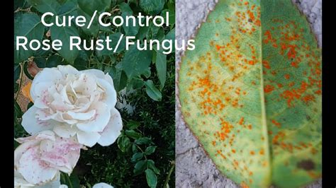 34. How to Control Rust on Roses | How to treat Rust on Rose leaves - YouTube