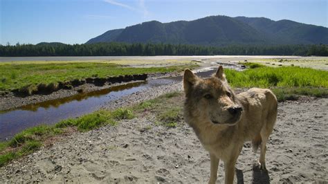 Island of the Sea Wolves Highlights Canada's Wildlife - POV Magazine