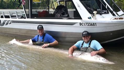 Giant sturgeon caught on Fraser River...again | CBC News