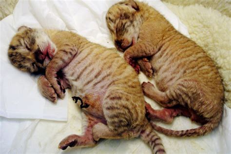 Liger cubs born in Taiwan, Napoleon Dynamite rejoices, zoo keeper could ...