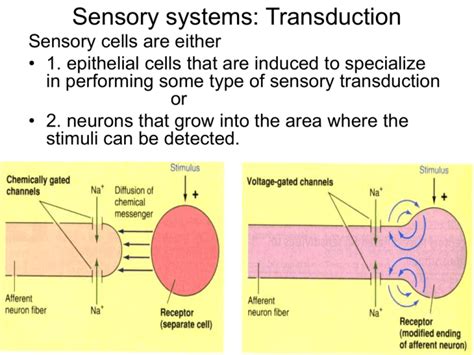 Visual system – Sensory transduction