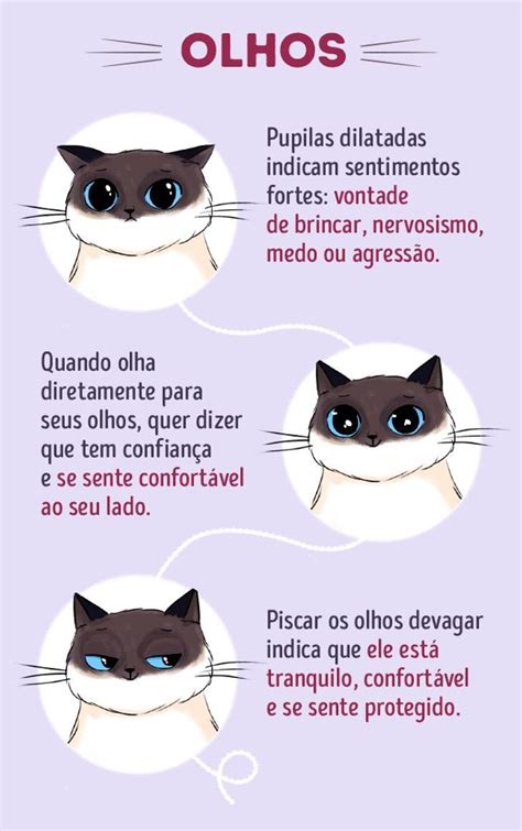 Aprenda a linguagem dos gatos em 2020 | Gatos de estimação, Dicas de ...