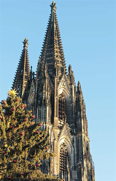 cologne cathedral, dom, christmas, christmas tree, christmas tree in ...