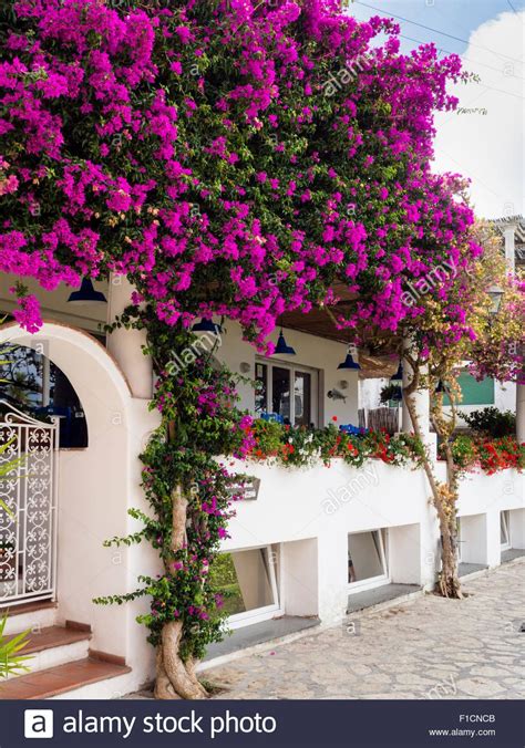 Bougainvillea flowers in Capri Italy | Bougainvillea, Growing vines ...