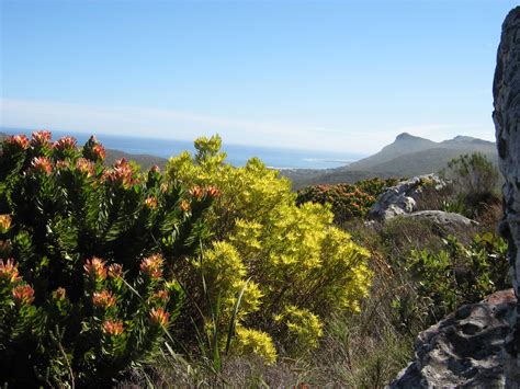 Peninsula Sandstone Fynbos growing in Table Mountain National Park in Cape Town, South Africa ...