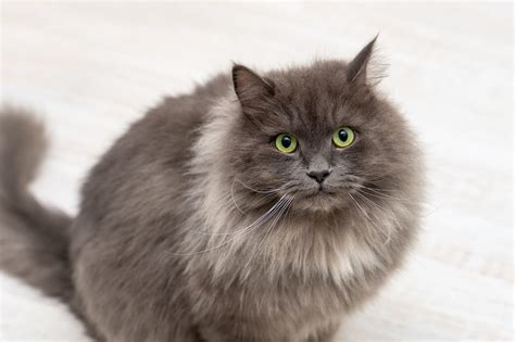 8 Stunning Gray Cat Breeds - Sepicat