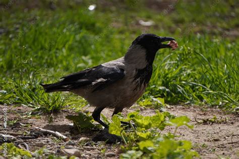 Crow are eating meat Stock Photo | Adobe Stock